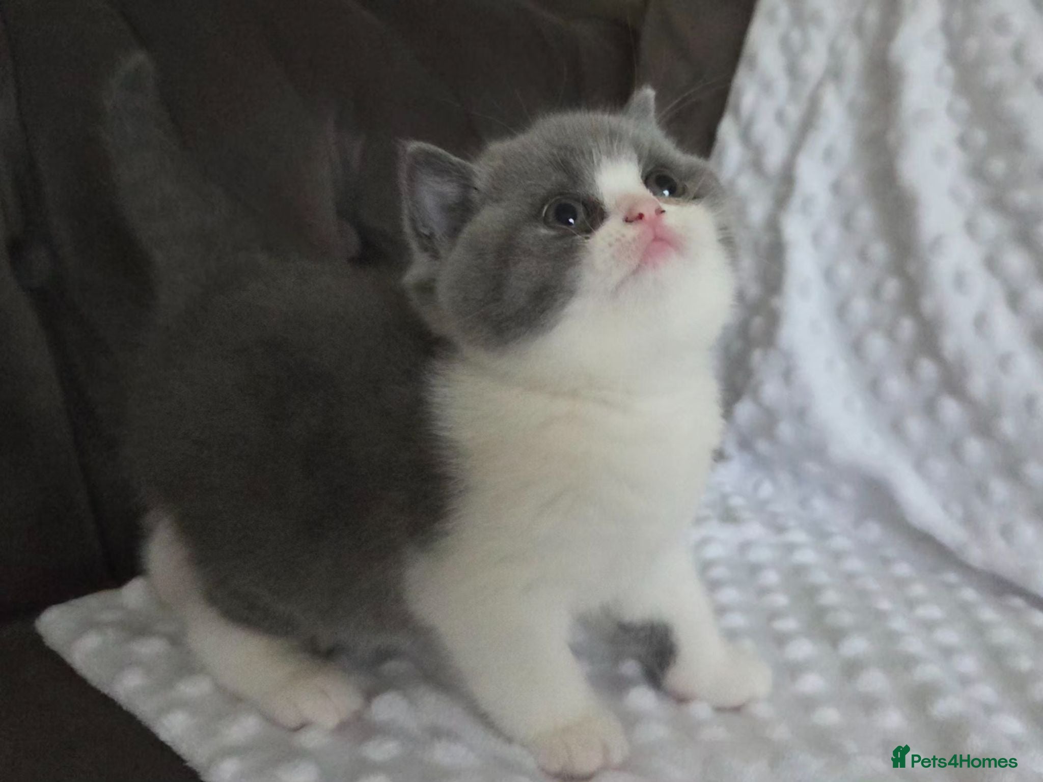 British Shorthair cats Gccf registered British shorthair kittens ready  - Advert 2