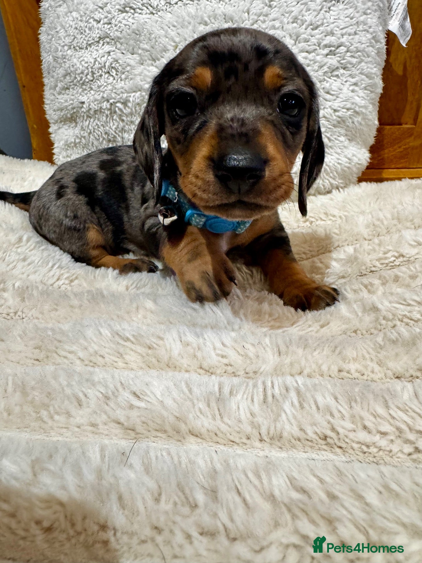 Miniature Dachshund dogs Miniature silver dapple dachshunds /Black and Tan  - Advert 1