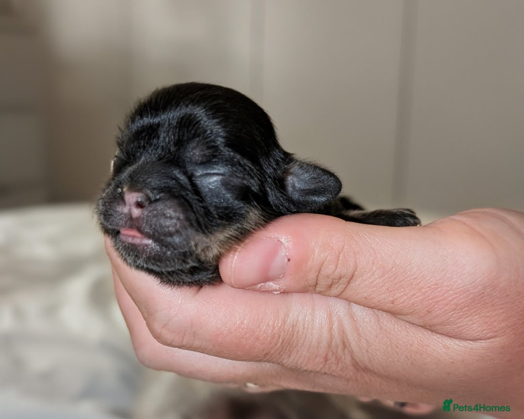 Shih Tzu dogs for sale: Imperial Dobie Shih Tzu's  - Image 4