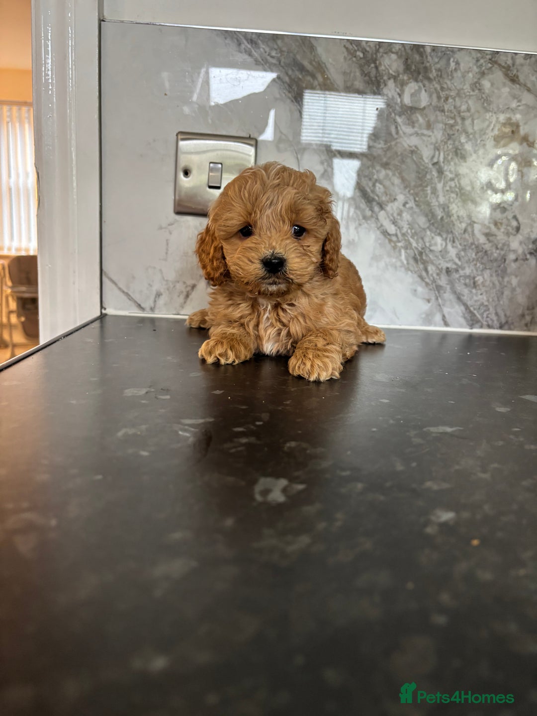 Maltipoo dogs for sale: 🐶 perfect toy maltipoo puppies (toy poodle) 🐶  - Advert 4