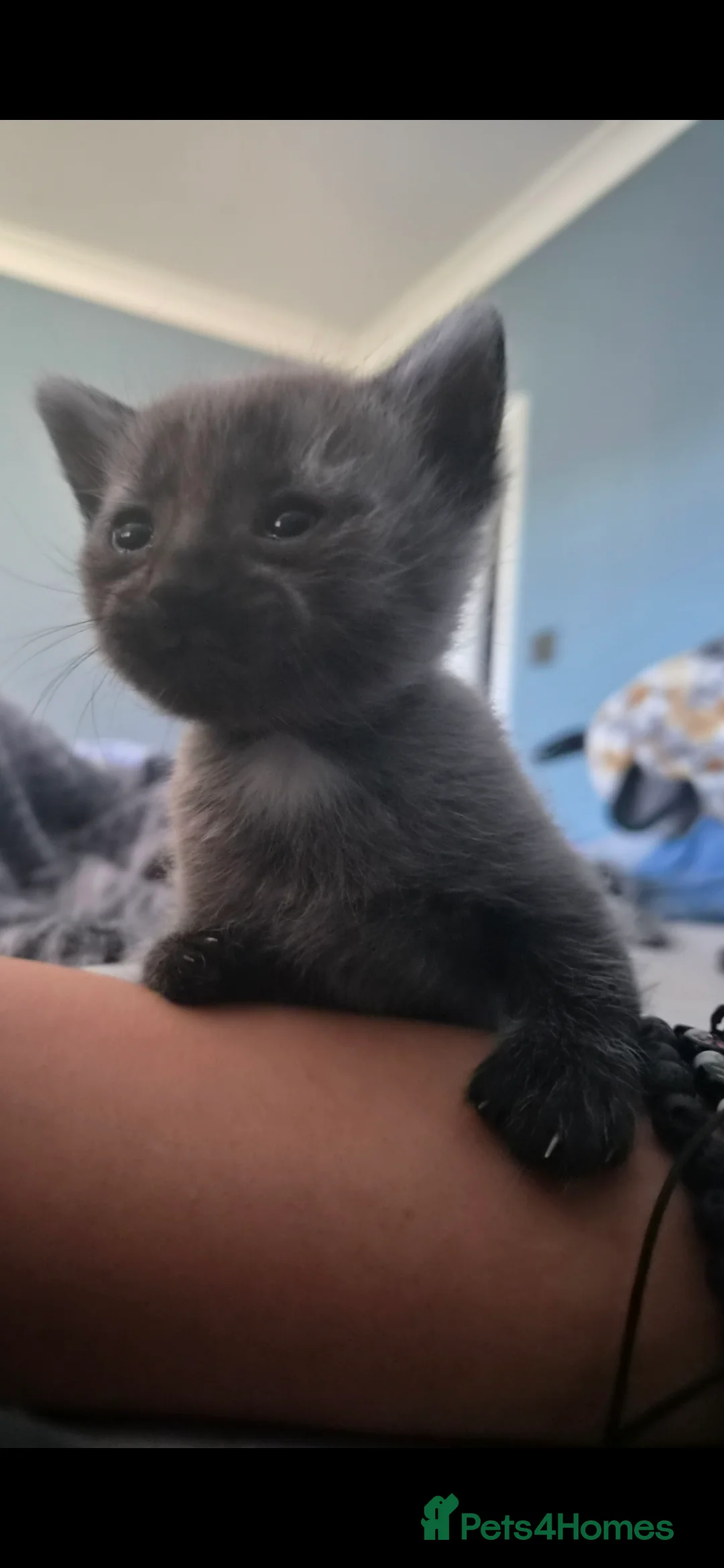 Maine Coon cats for sale: 3 Adorable Half Main Coon kittens - Advert 2