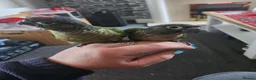 Conures birds for sale: Handreared conures - Advert 16