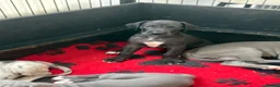 Great Dane dogs for sale: High Quality Great Dane Puppies - Advert 34