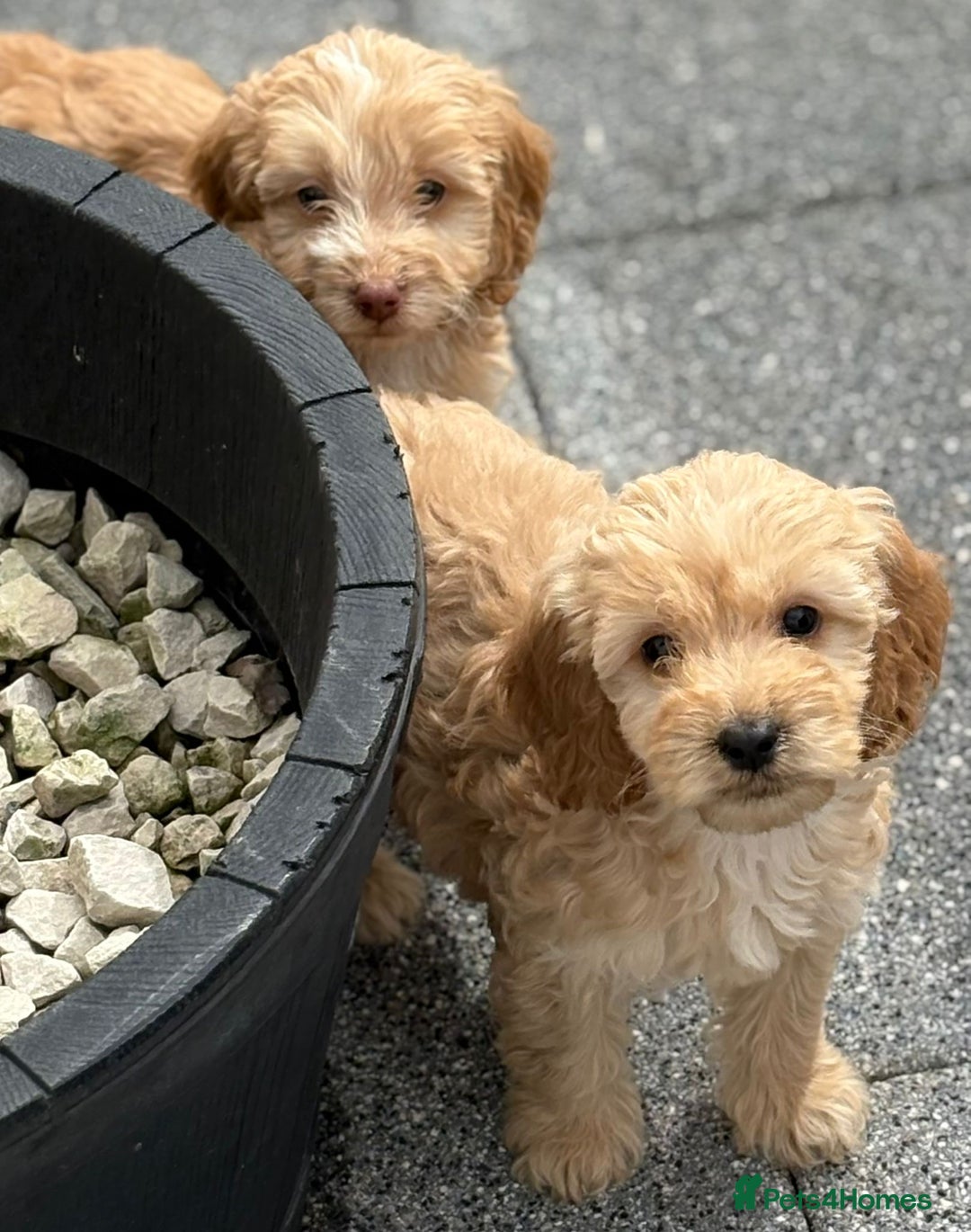 Cockapoo dogs for sale: Adorable cockapoos - Image 8