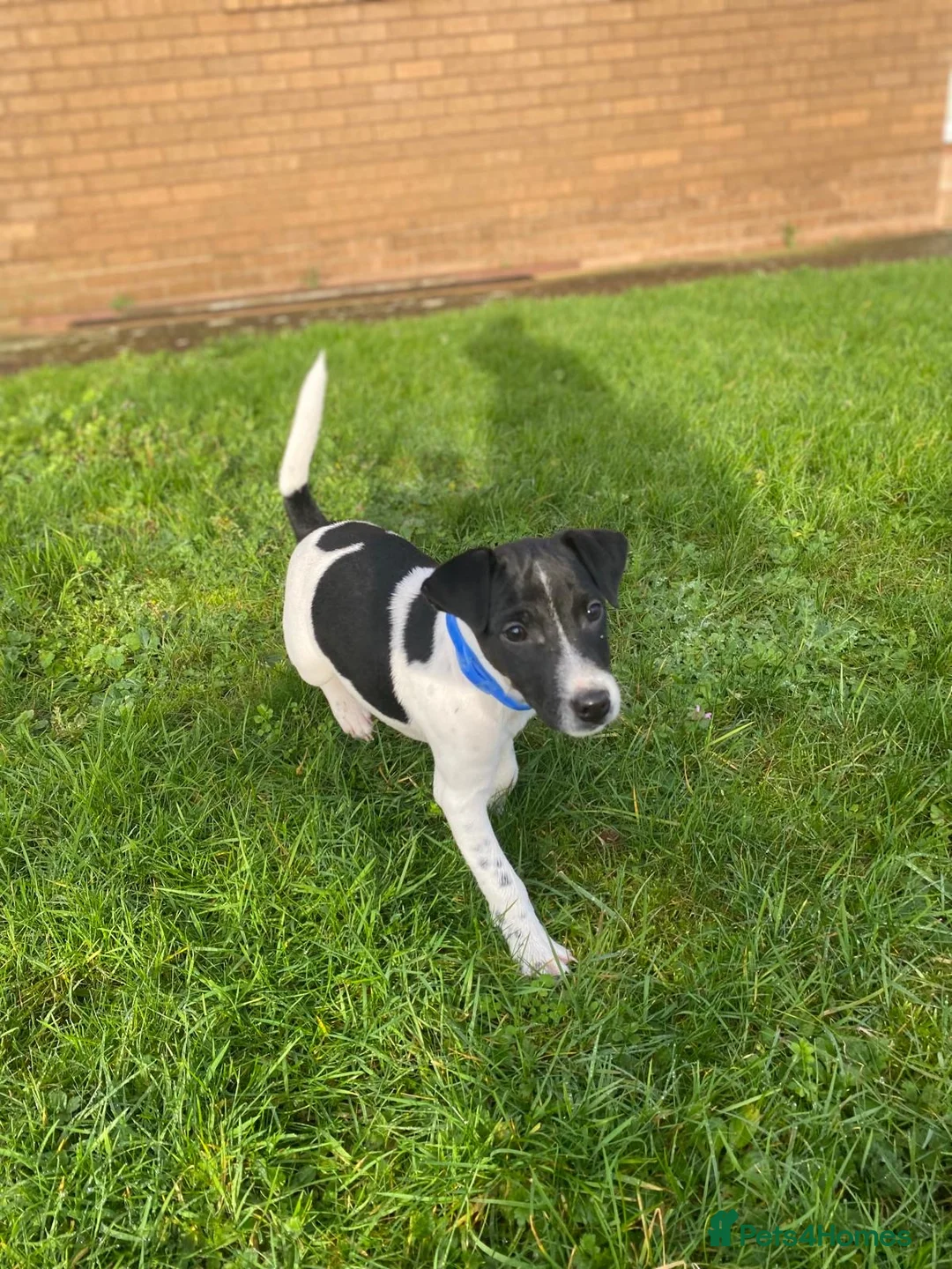 Mixed Breed dogs for sale: Jack Russell x Lakeland terrier - Advert 4