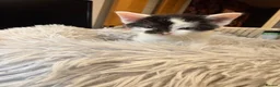 Mixed Breed cats for sale: 3 beautiful mixed girl kittens  in Stourport-on-Severn - Advert 3