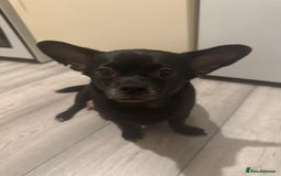 Chihuahua dogs for sale: Chihuahua puppies for sale - Image 8