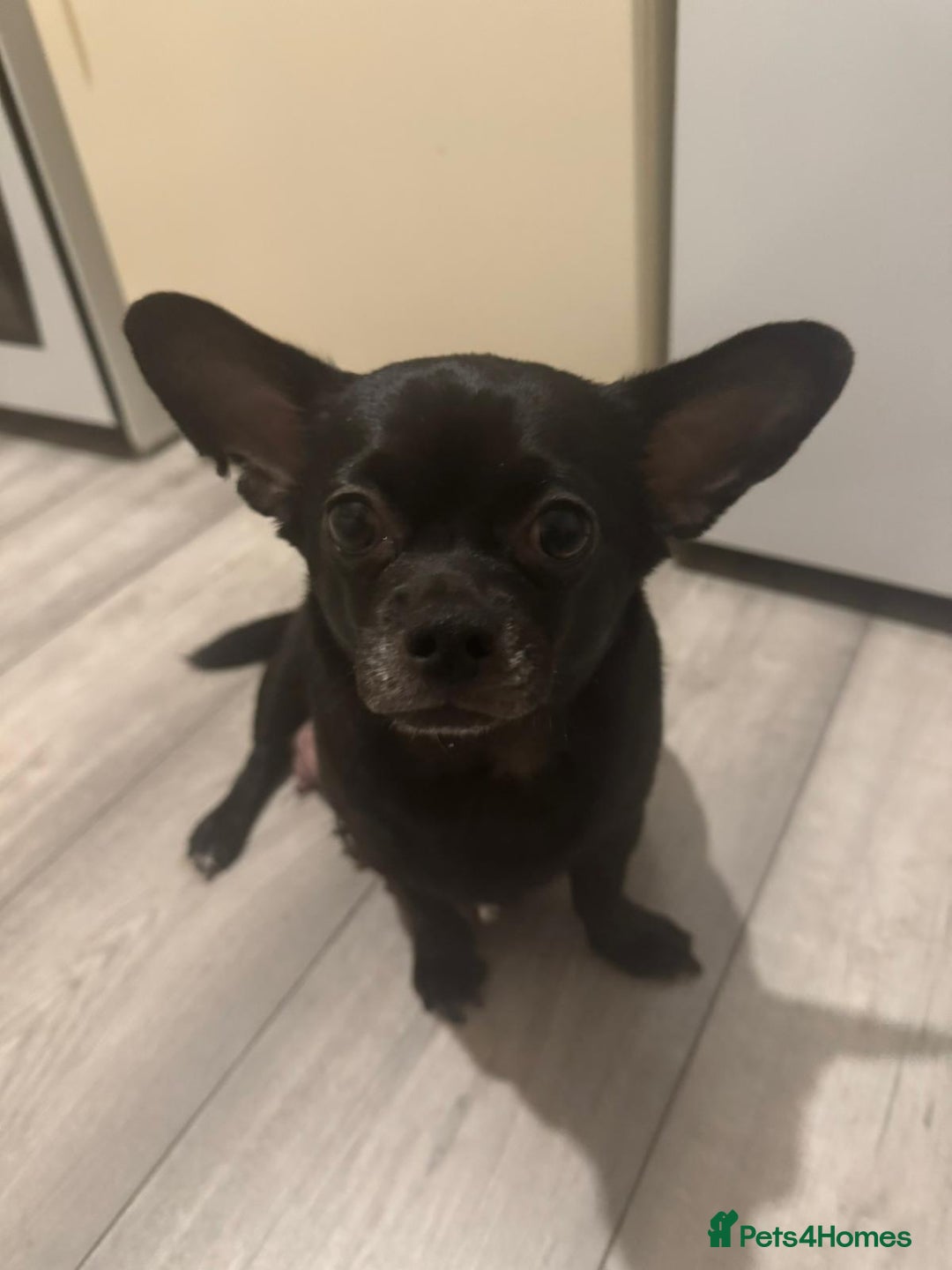 Chihuahua dogs for sale: Chihuahua puppies for sale - Image 8