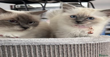Ragdoll cats - Advert 12