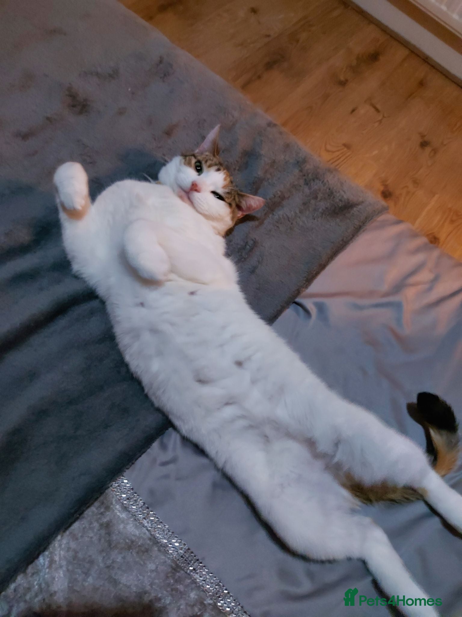Domestic Shorthair cats Lulu  - Advert 9