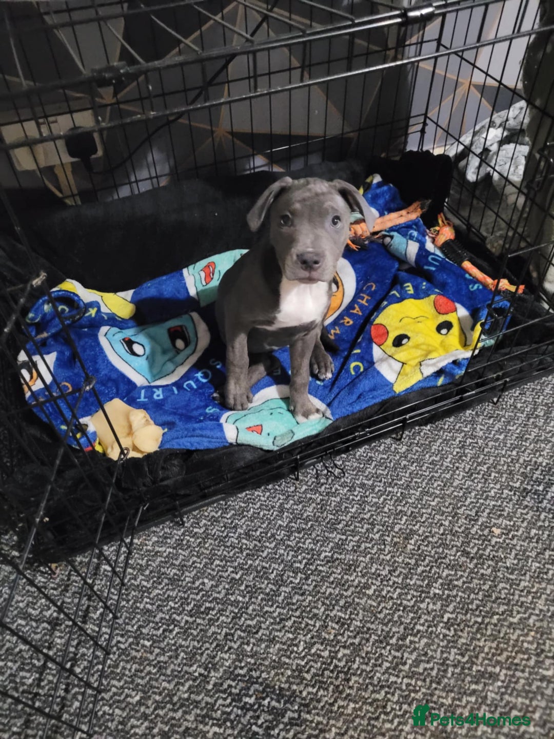 Staffordshire Bull Terrier dogs for sale: 1 girl for sale  - Image 1