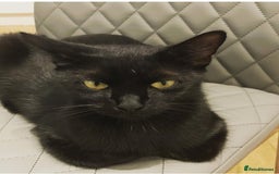 Mixed Breed cats for sale: One boy left - Image 2
