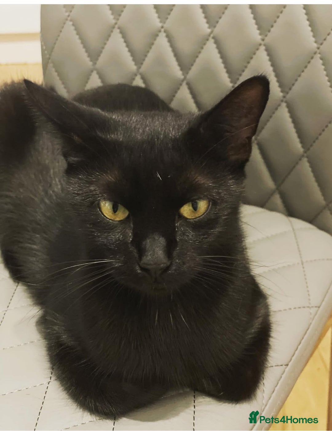 Mixed Breed cats for sale: One boy left - Image 2