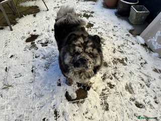 Chow Chow dogs Zoro Black Merle STUD Carrying Blue 💙 & Choc 🍫 - Advert 7