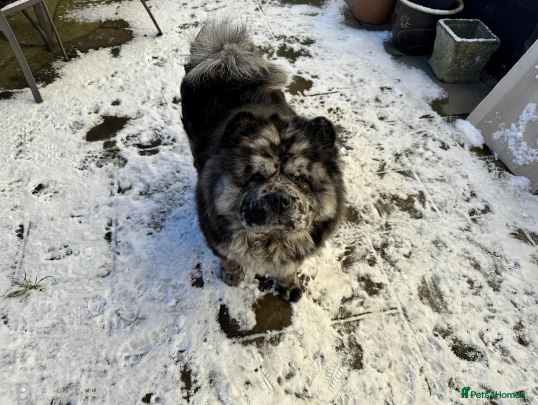 Chow Chow dogs for stud: Zoro Black Merle STUD Carrying Blue 💙 & Choc 🍫 - Advert 5