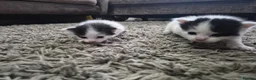 Turkish Van cats for sale: Ready to leave babies x3 black and white  - Advert 7