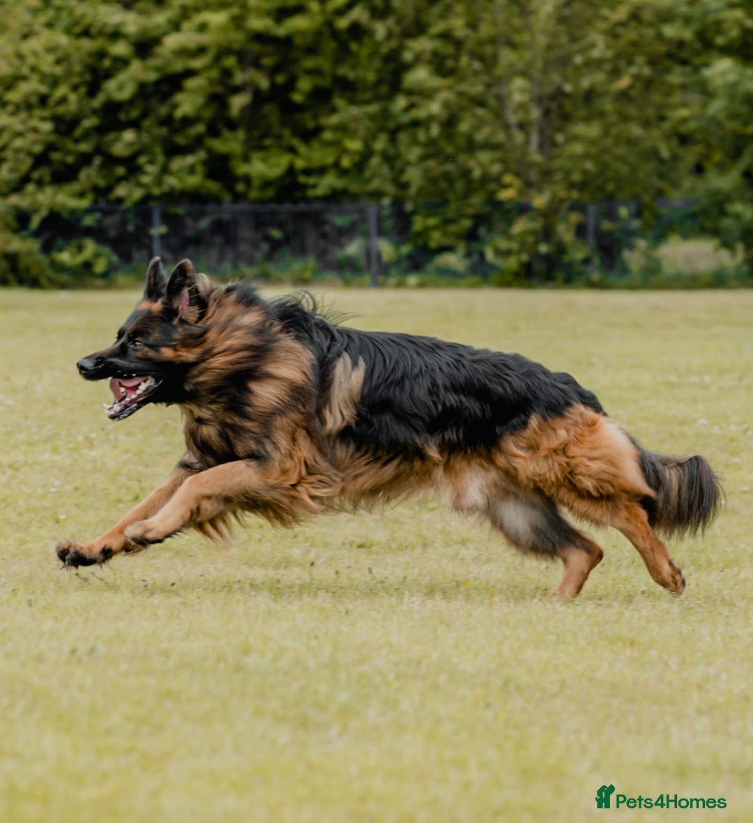 German Shepherd dogs for sale: Kc-registered German shepards puppies for sale - Image 28