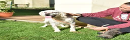 English Setter dogs for adoption: Nell  - Advert 2