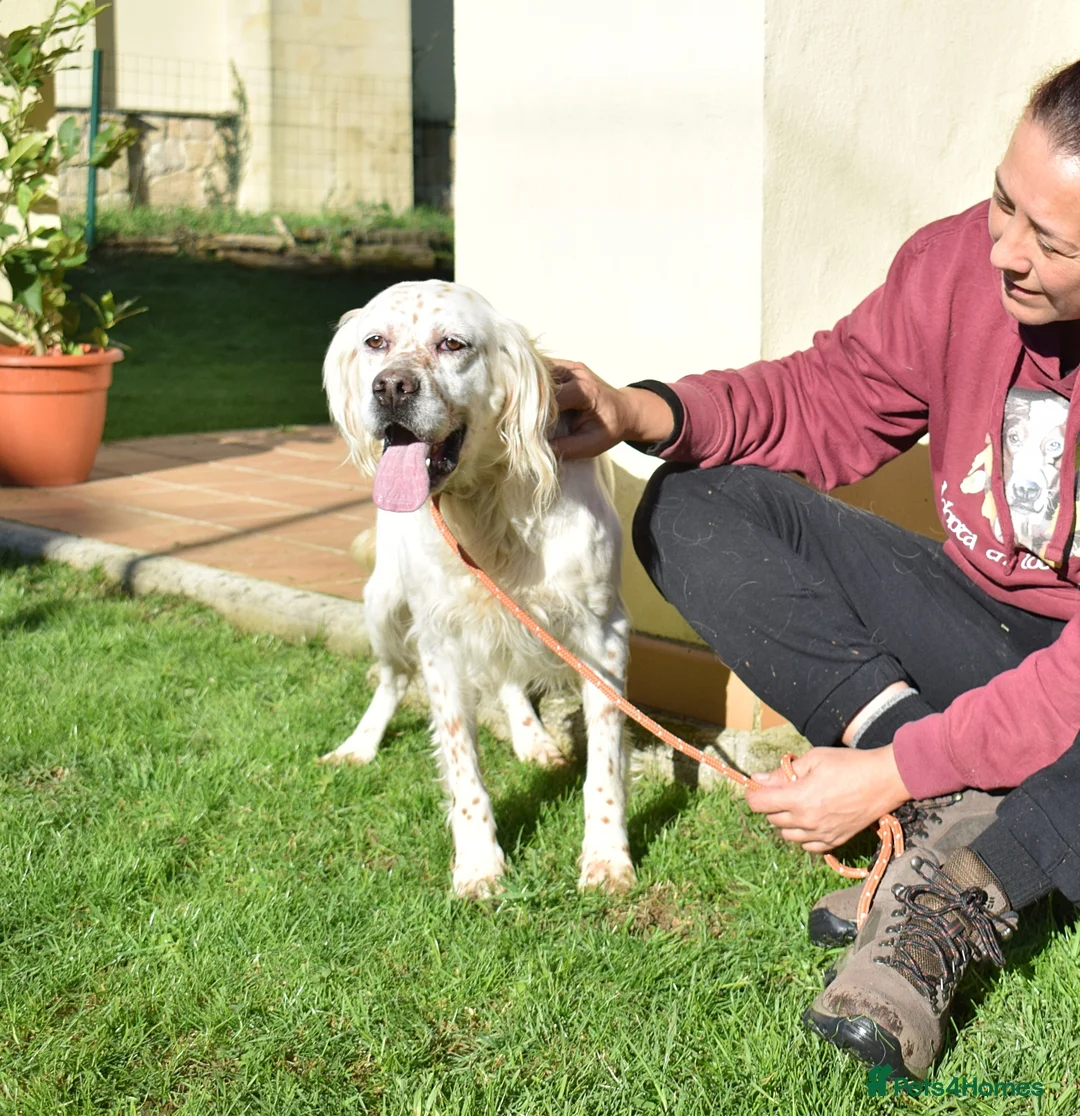 English Setter dogs for adoption: Nell  - Advert 2