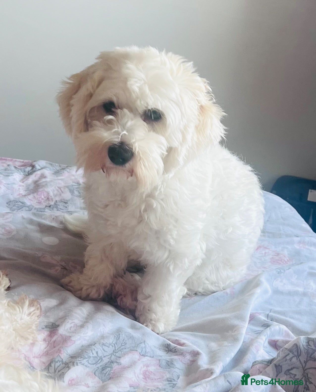 Mixed Breed dogs Bichon Frise cross Maltese bitch  - Advert 6