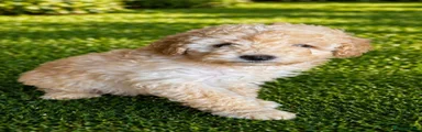Cockapoo Puppy 2