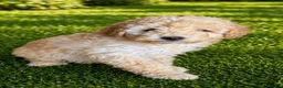 Cockapoo dogs for sale: 2 beautiful girls  - Advert 3