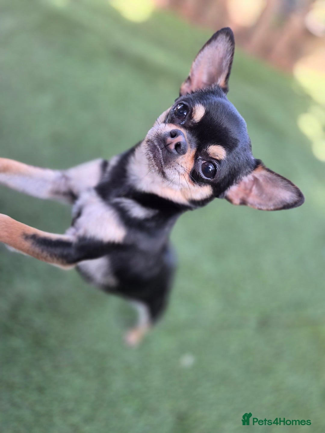 Chihuahua dogs for sale: Male Chihuahua  - Image 8