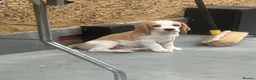 Beagle dogs for sale: Exceptional Breed Beagle Puppies - Advert 4