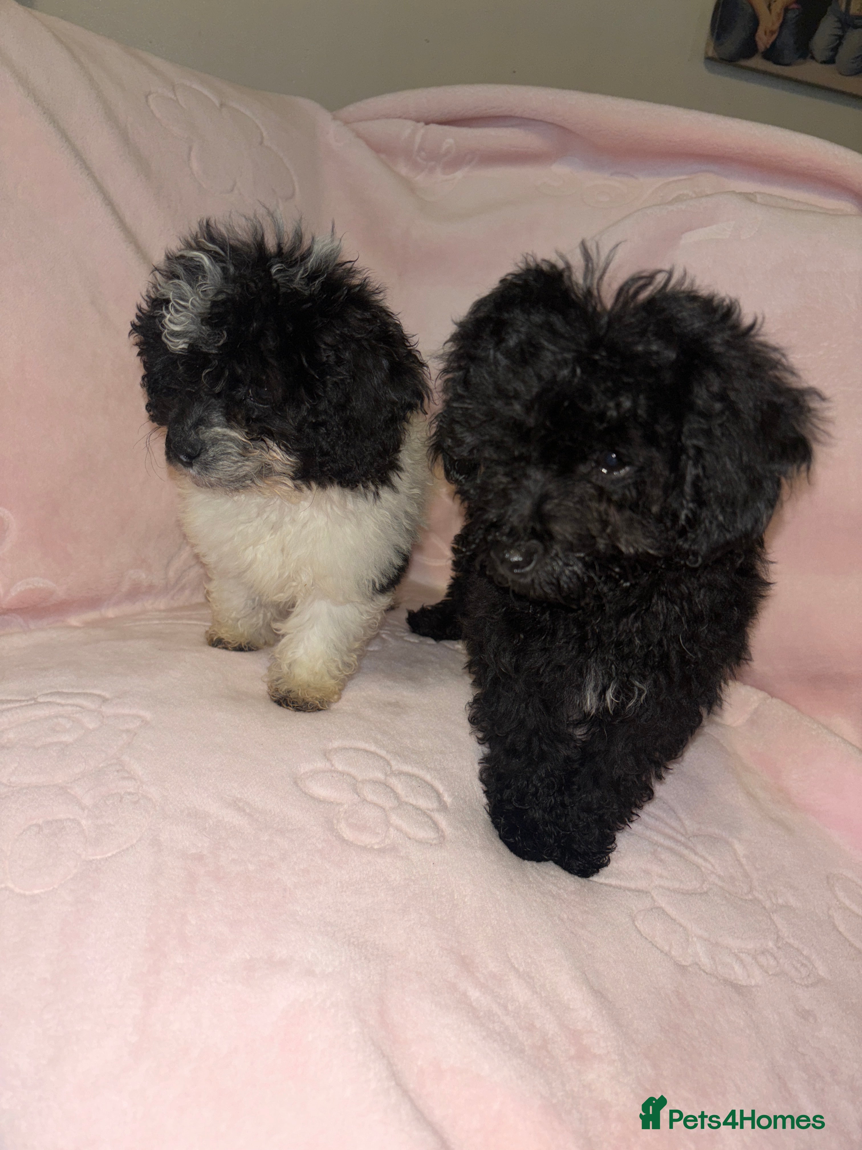 Cavapoo dogs Cavapoo puppies for sale  - Advert 18