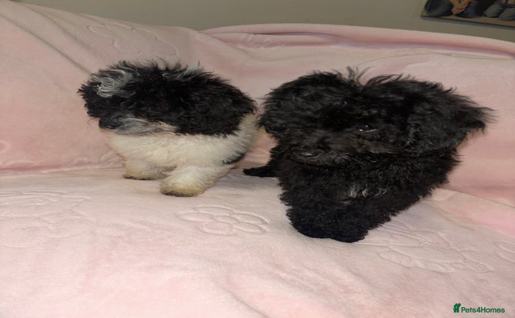 Cavapoo dogs Cavapoo puppies for sale  - Advert 14