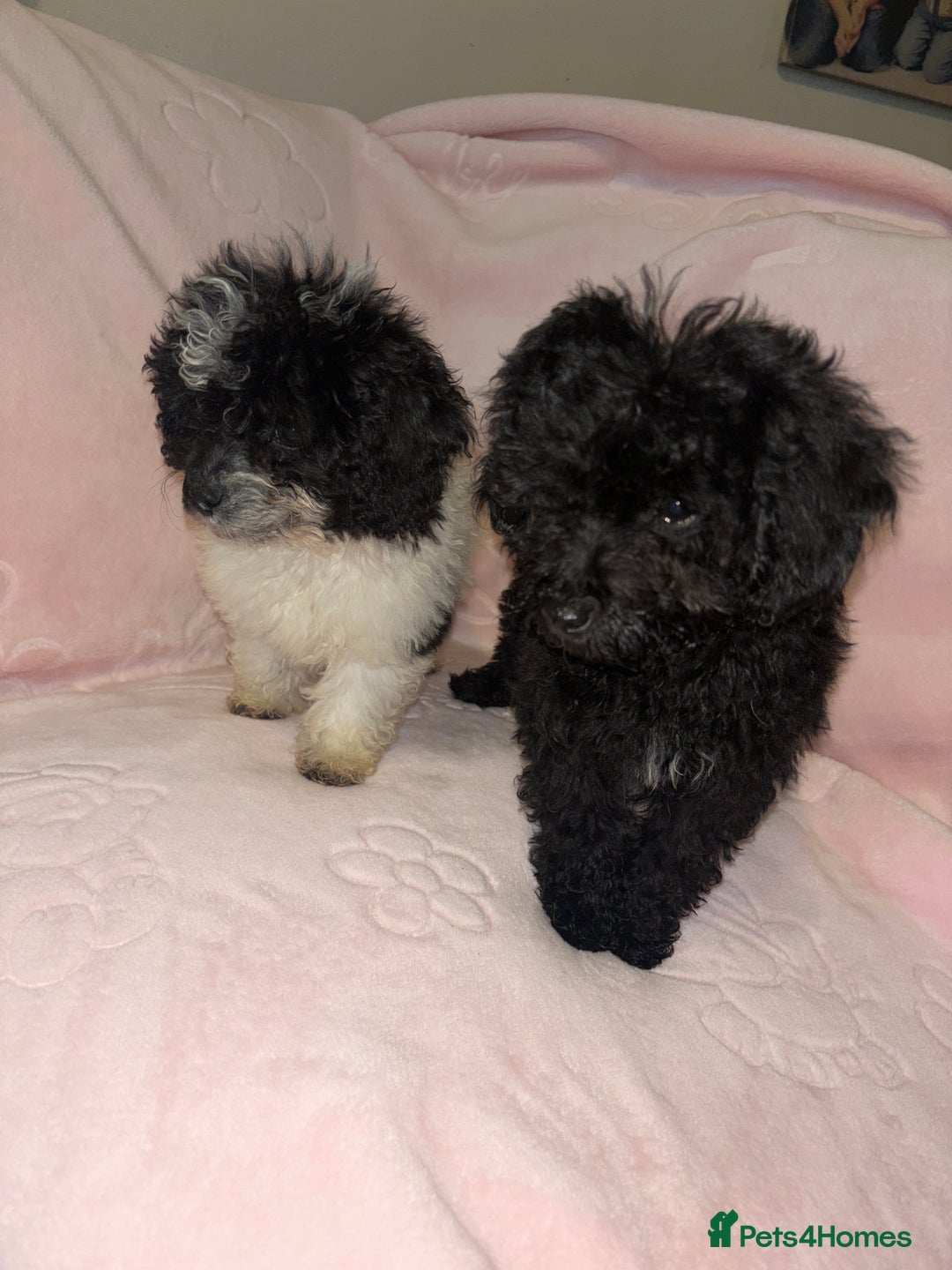 Cavapoo dogs for sale: Cavapoo puppies for sale  - Advert 1