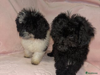 Cavapoo dogs Cavapoo puppies for sale - Advert 5