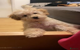 Toy Poodle dogs for sale: Pure bred Toy poodle (price is negotiable) - Image 3