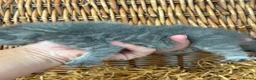 Exotic cats for sale: 3 high quality exotics - Advert 15