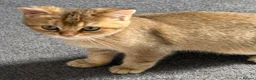 British Shorthair cats for sale: Pedigree GCCF Golden BSH Ready Now ! - Advert 7