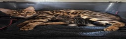 Bengal cats for sale: 🤎 WORLD CLASS BENGALS 🤎 - Advert 7