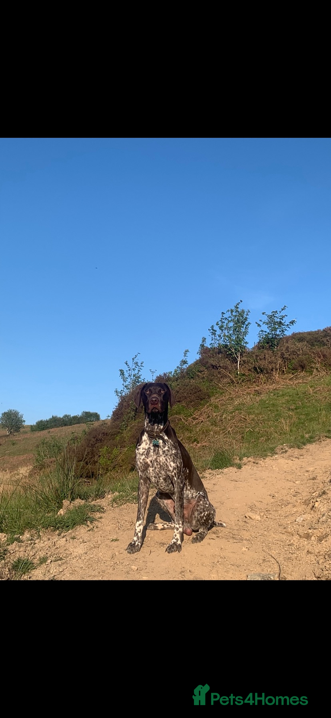 German Shorthaired Pointer dogs for stud: KC registered GSP for stud - Advert 8