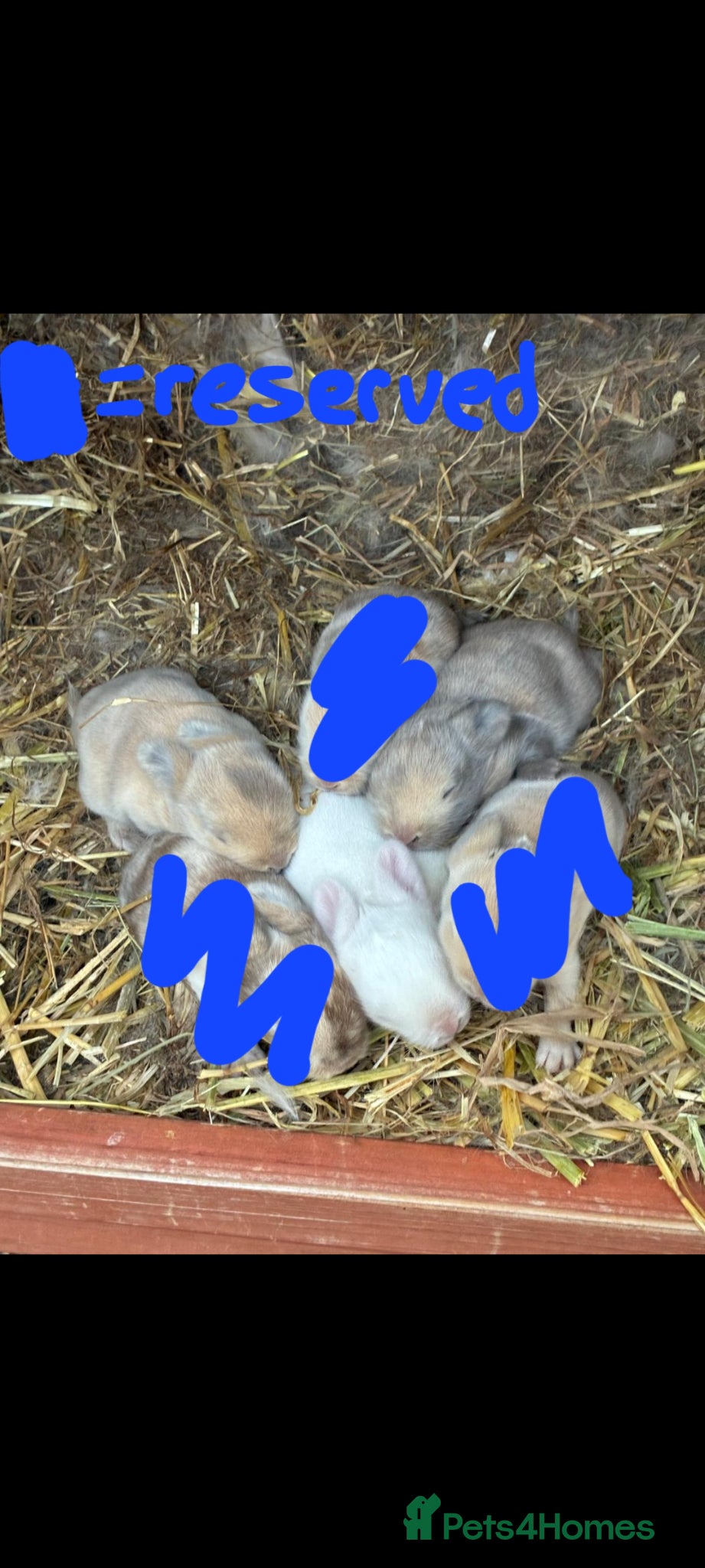 Mixed Breed rabbits 3 baby bunnies left! ready 15 July £70 each - Advert 22
