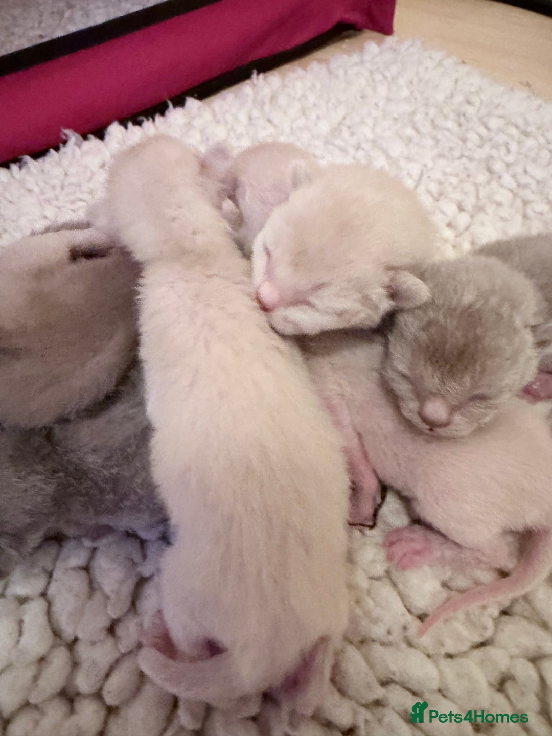 Burmese cats for sale: GCCF-Home raised-BurmeseKittens ready end February - Advert 6