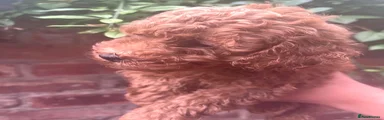 Toy Poodle 1