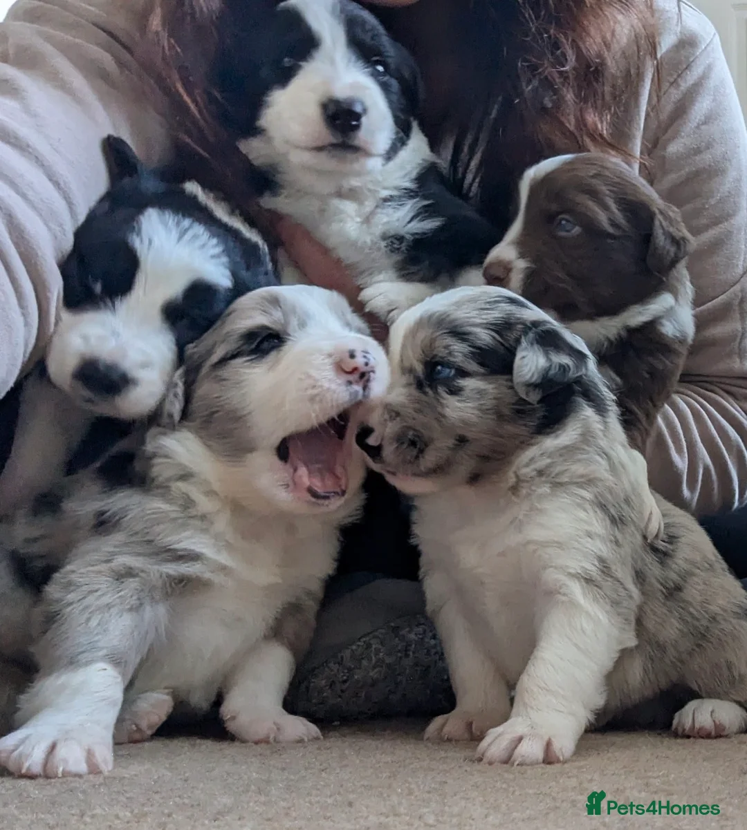 Border Collie dogs for stud: Moss for Stud (ISDS & KC Registered) - Advert 5