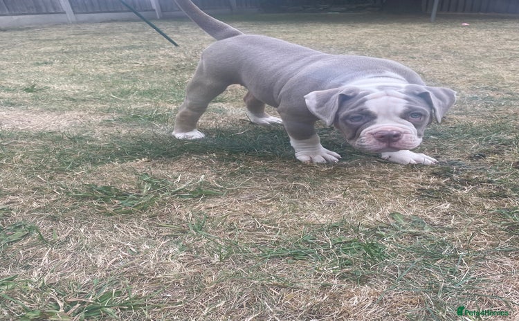 Old Tyme Bulldog dogs - Advert 2