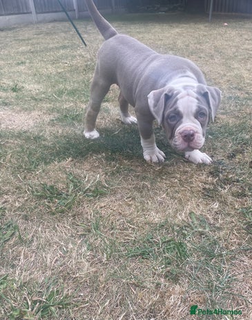 Old Tyme Bulldog dogs - Advert 2