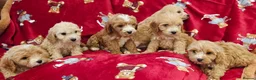 Cockapoo dogs for sale: ⚜️Pure Quality Cockapoos ⚜️ - Advert 34
