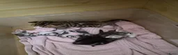 Mixed Breed cats for sale: 3 Beautiful Bengal x DSH male Kittens for Sale in Colchester - Advert 4