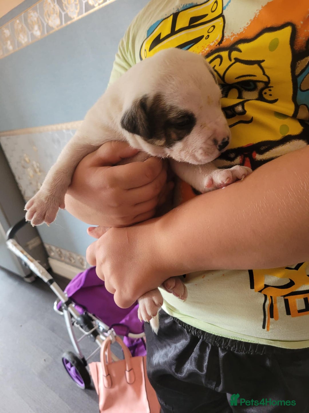 American Bulldog dogs for sale: American bulldogs  - Image 5