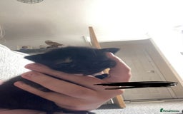 Mixed Breed cats for sale: 6 beautiful kittens - Image 4