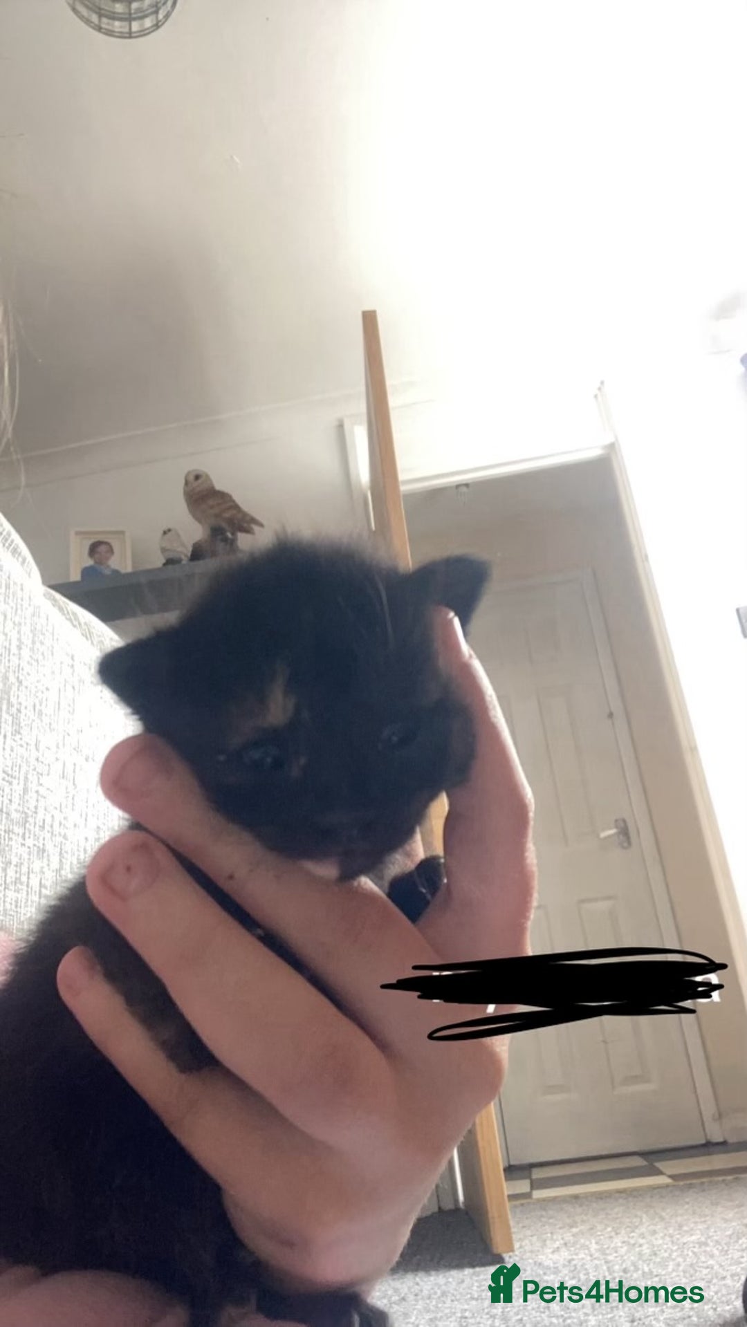 Mixed Breed cats for sale: 6 beautiful kittens - Image 4