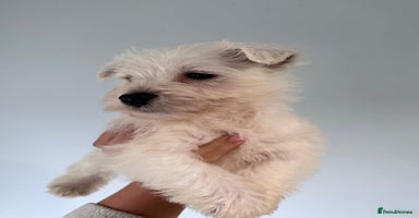 West Highland Terrier dogs - Advert 1