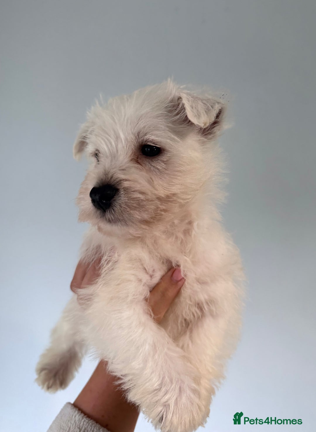 West Highland Terrier dogs for sale: Quality Westie Pups  - Image 3